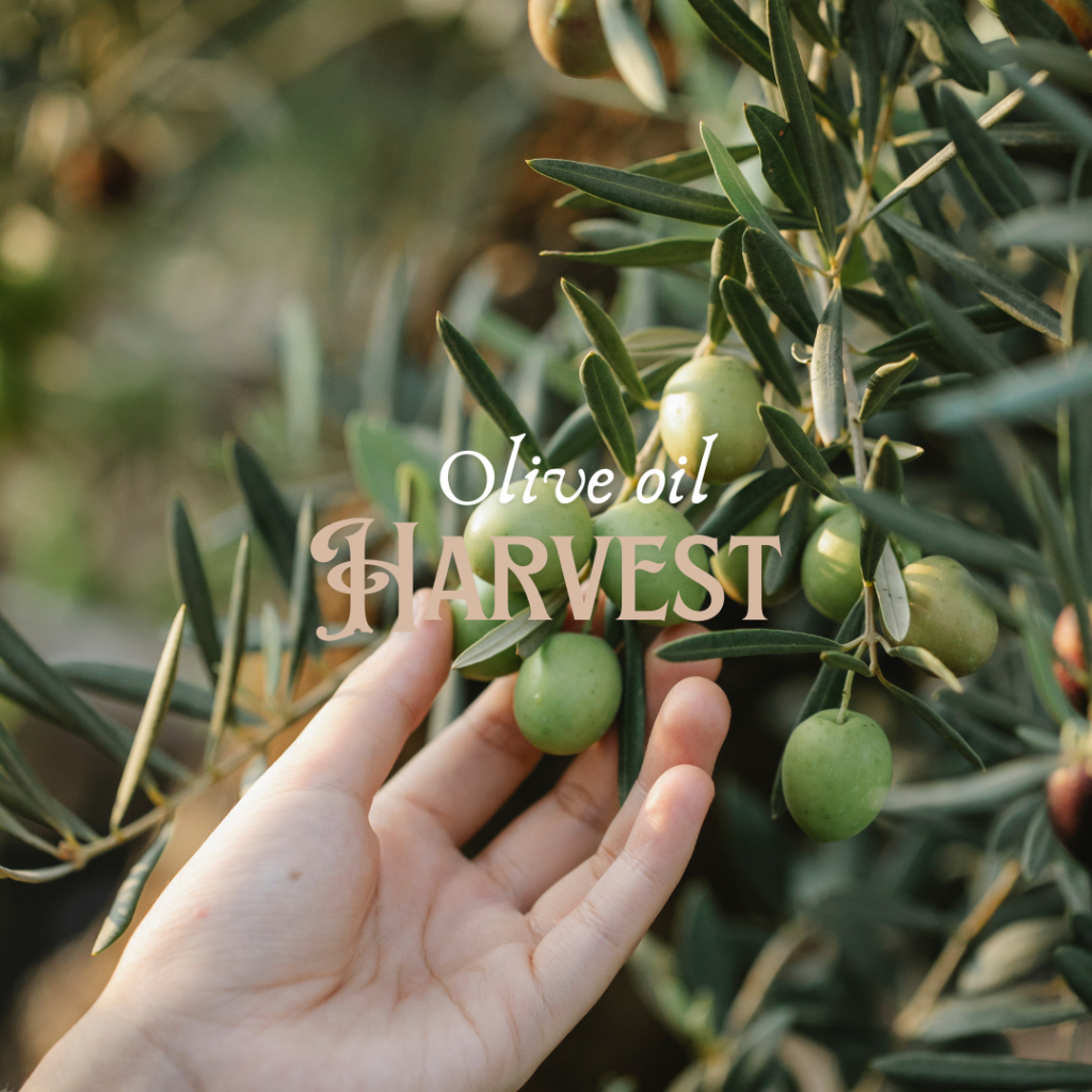 Olive Oil Harvest