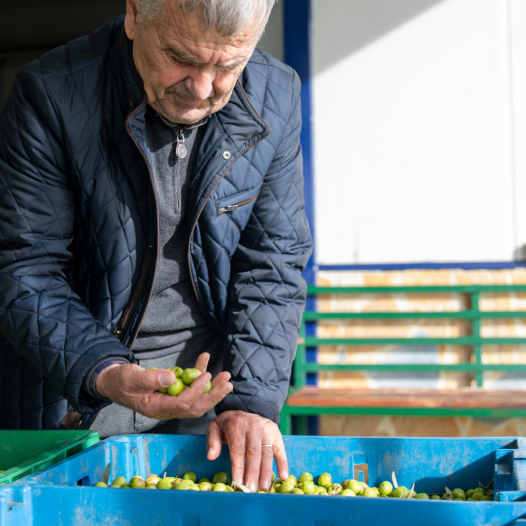 Albanian Extra Virgin Olive Oil